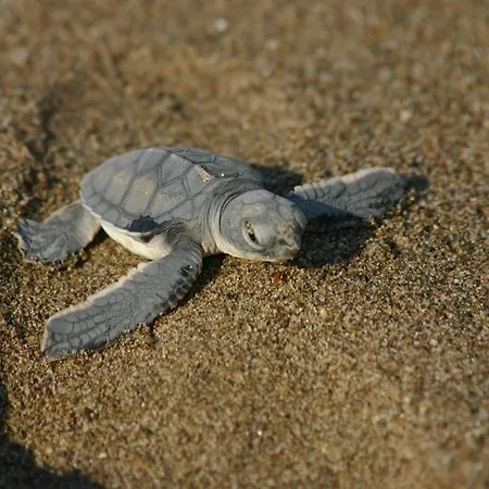 Akamas Edge 빌라 *